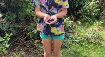 London hedgerow blackberry picking