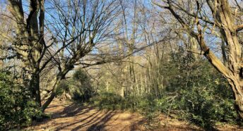 Trees in a landscape