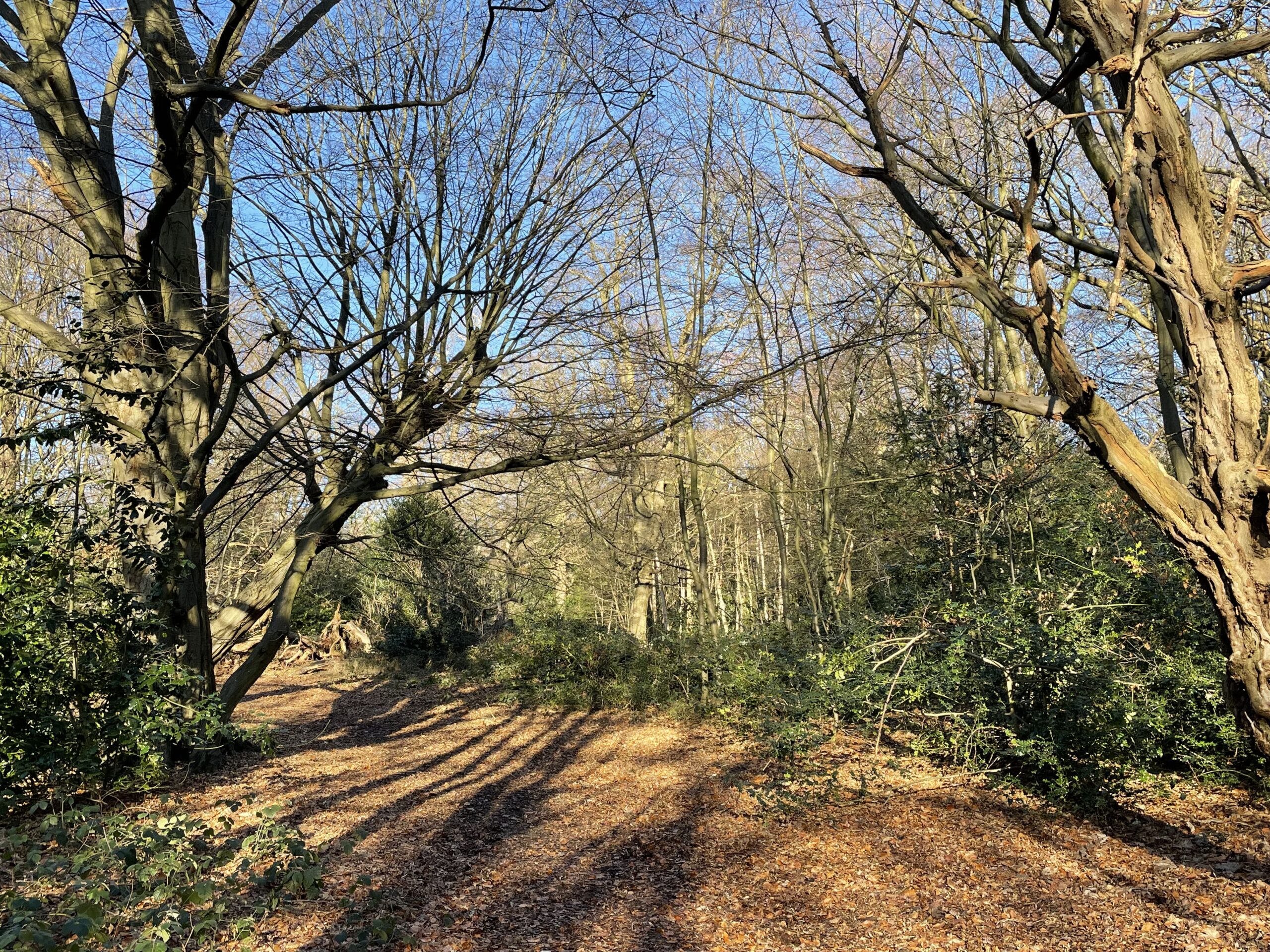 Trees in a landscape