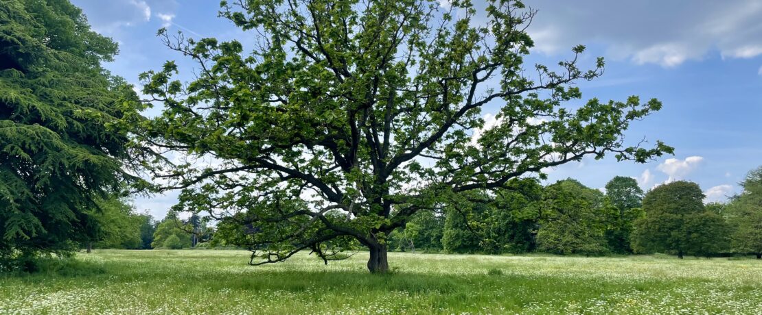 Oak at Osterley