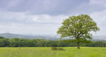 Tree on hillside